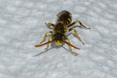 Nomada imbricata