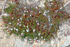 Limonium articulatum