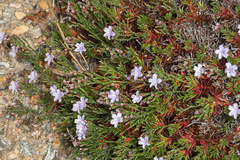 Limonium articulatum