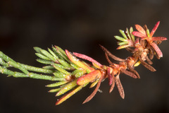 Limonium articulatum