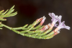 Limonium articulatum