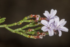 Limonium articulatum