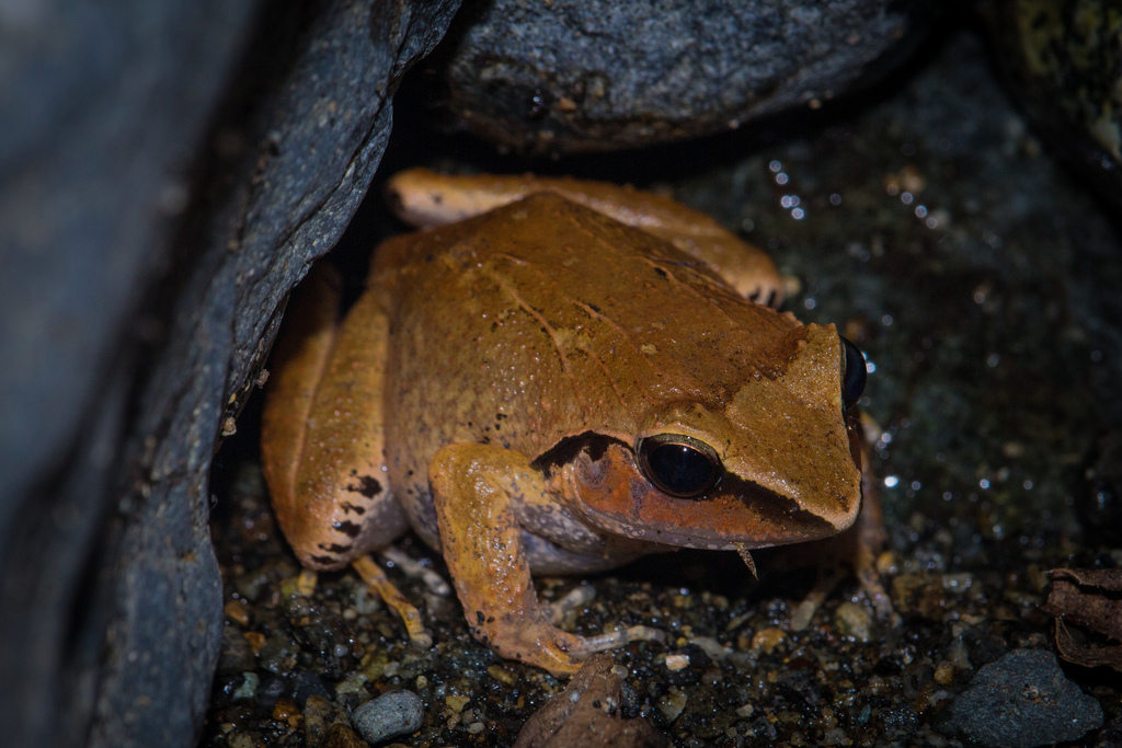 Triangle Frogs
