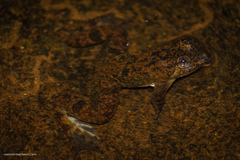 Occidozyga laevis