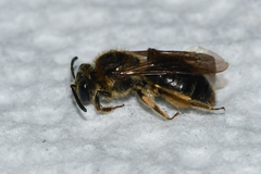 Andrena fenningeri