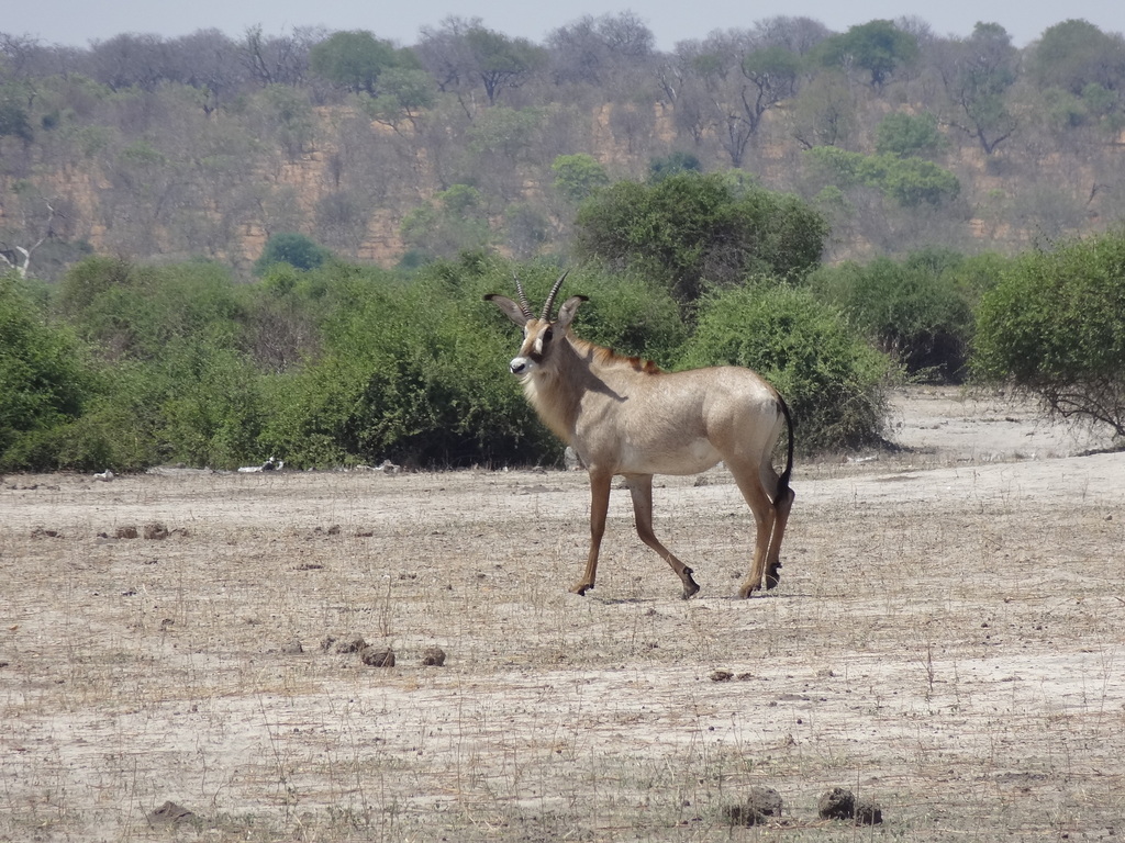Hippotragus equinus equinus, Chobe, Botswana, by guyrufray