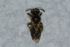 Andrena fenningeri
