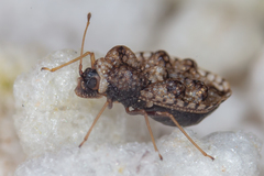 Dictyla rotundata
