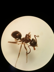 Lasius grandis