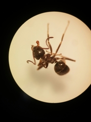Lasius grandis