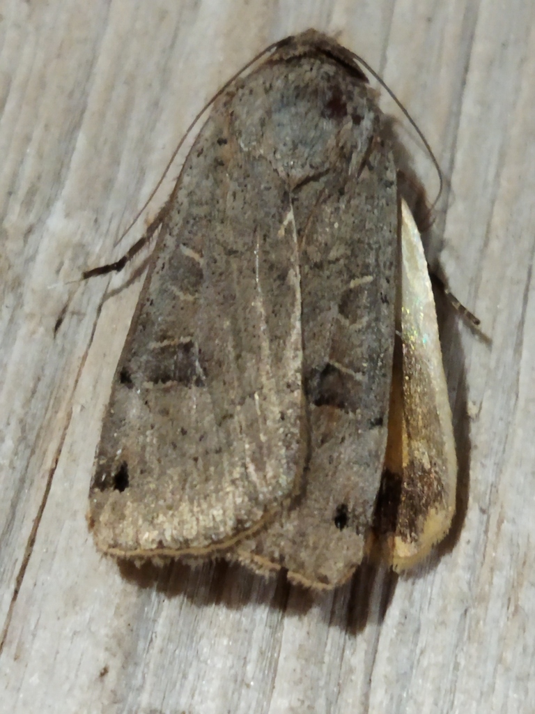 Lunar Yellow Underwing