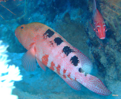 Sixblotch Hind photo 2