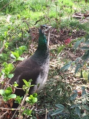 Pavo cristatus