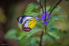 Delias hyparete luzonensis
