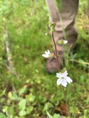 Lithophragma affine