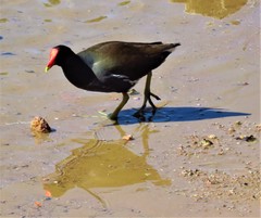 Gallinula galeata cachinnans