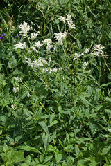 Koenigia alpina