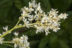 Koenigia alpina