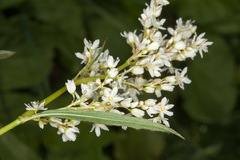 Koenigia alpina