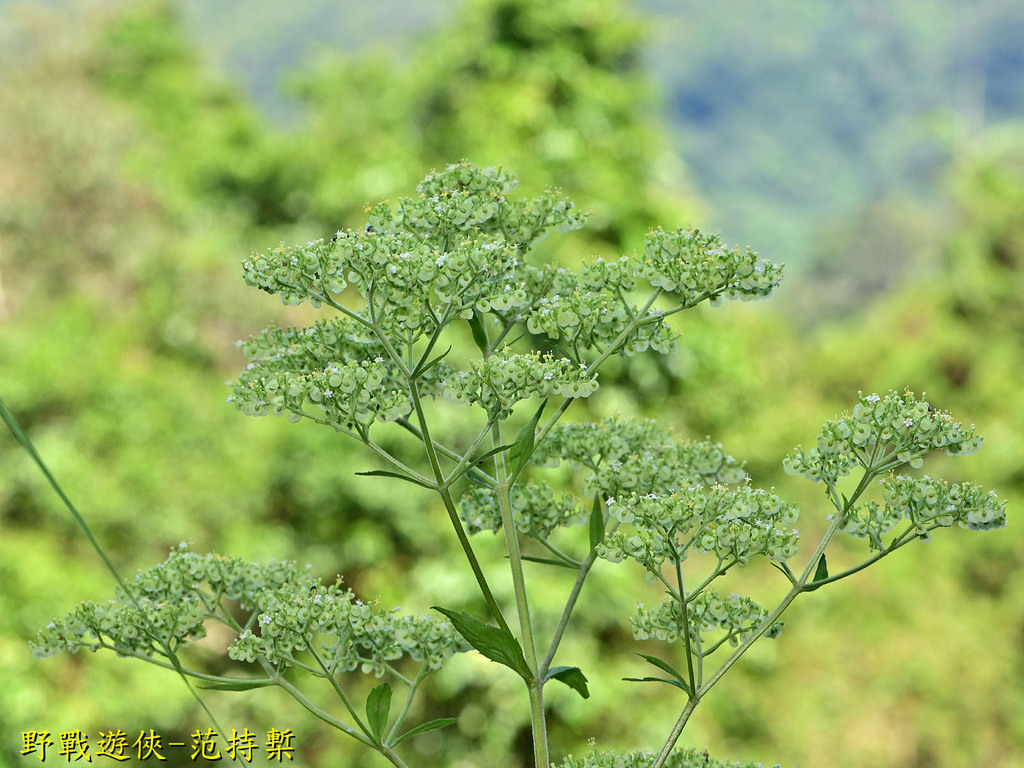 Patrinia monandra formosana from 233台灣新北市烏來區 on October 25, 2023 at 10: ...