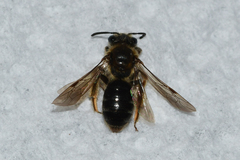 Andrena fenningeri