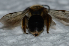 Andrena fenningeri