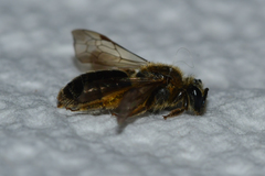 Andrena fenningeri