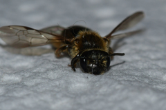 Andrena fenningeri