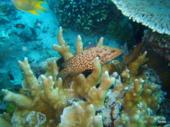 Cephalopholis cyanostigma