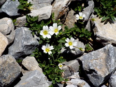 Cerastium latifolium