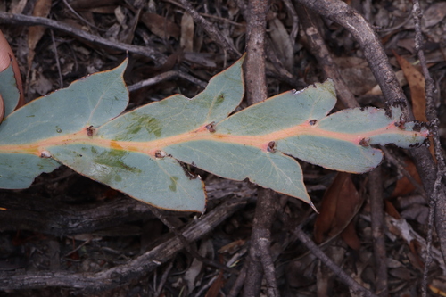 Image of Acacia glaucoptera by (c) Thomas Mesaglio, some rights reserved (CC BY)
