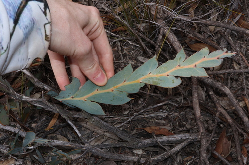 Image of Acacia glaucoptera by (c) Thomas Mesaglio, some rights reserved (CC BY)