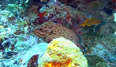 Cephalopholis cyanostigma