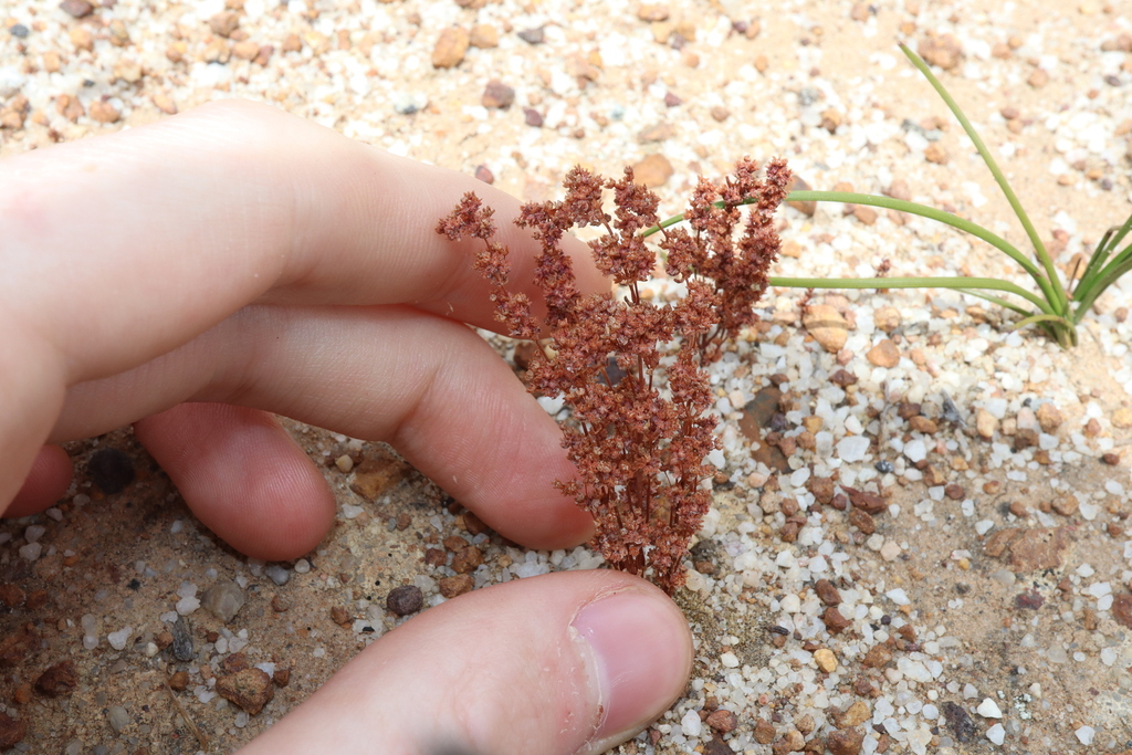 Crassula exserta