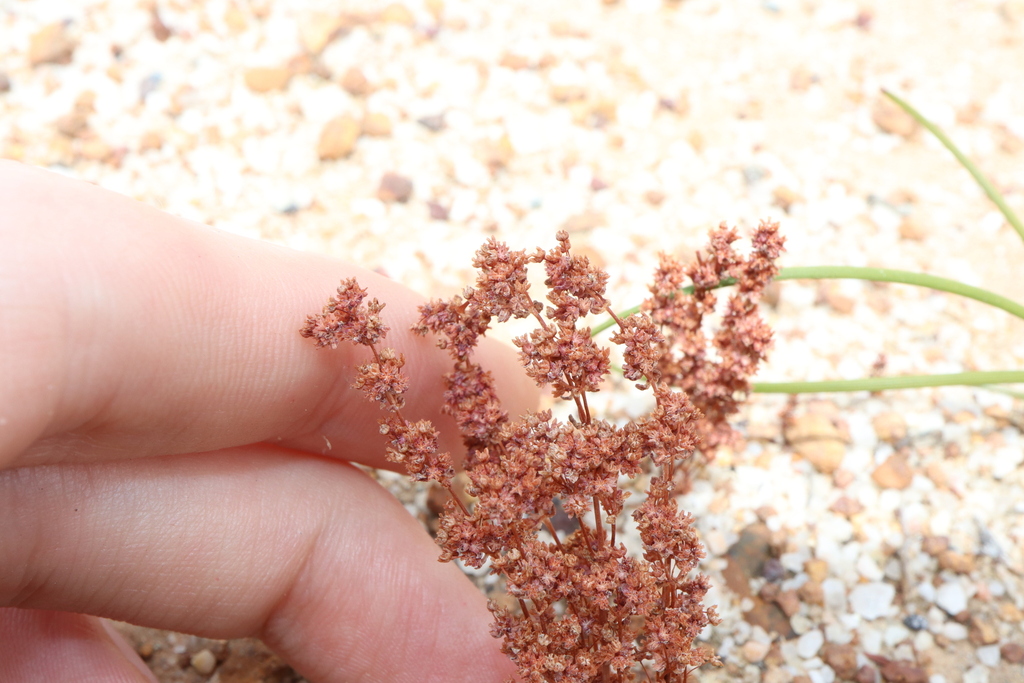Crassula exserta 2