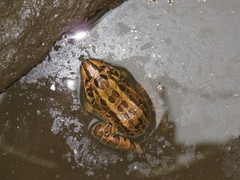 Leptodactylus luctator