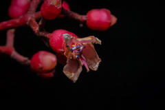 Medinilla astronioides