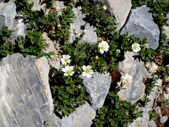 Cerastium latifolium