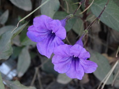 Ruellia intermedia