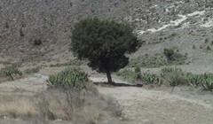 Juniperus deppeana deppeana