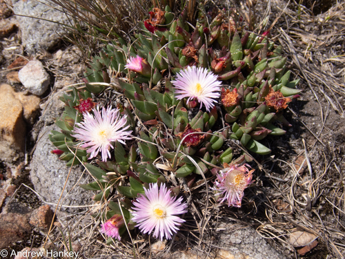 Stubby Rootfig (Khadia alticola)