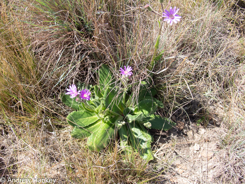 Senecio macrocephalus