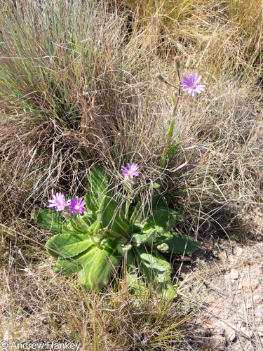 Senecio macrocephalus, photograph 1