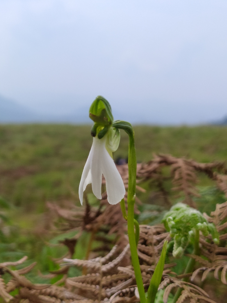 Habenaria longicorniculata
