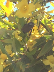 Xylocopa sonorina