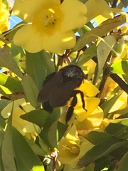 Xylocopa sonorina