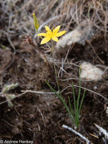Grass star-flower (Hypoxis filiformis)