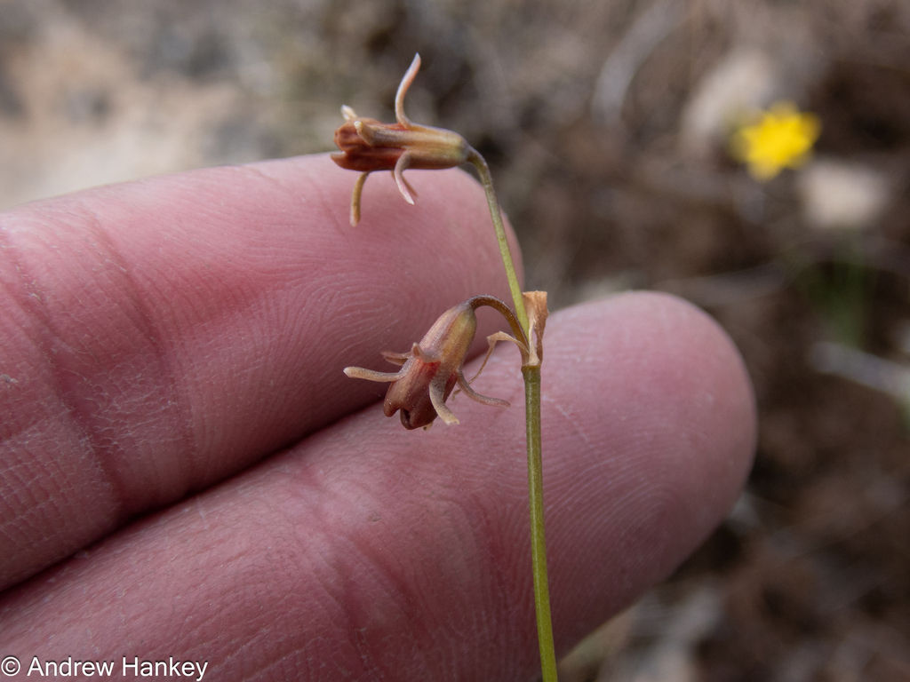 Tulbaghia nutans