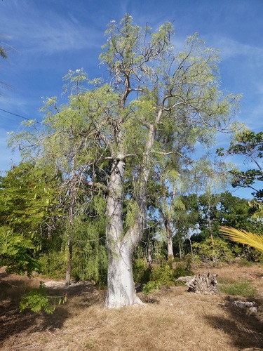 Bottle Tree