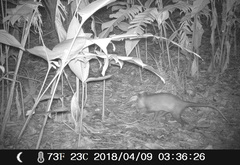 Philander opossum